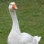 FriendlyGoose