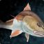 Redfish