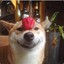 TakeOnShibe