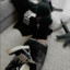- | Reapeer | -