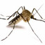 Mosquito