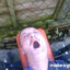 mad eddy