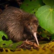 Kiwi Rancio avatar