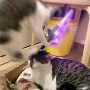 菜就别练输不起就开转