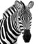 zebragd