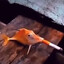 Le Fancy Fish