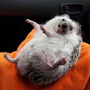 katrapsss - steam id 76561198420389223