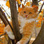 Autumn cat