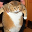Cyber Minecats