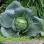 Cabbage