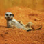 Cute Suricata
