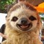 LIL SLOTH