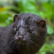 mink