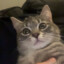 Mushi