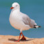 seagull