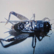 正在学习人类行为