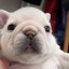 pibbleburger716