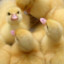 Angry Duckling
