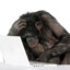 Monkey with Internet Access