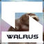 Walrus