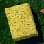 Derpy Sponge