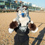 BritishDingo