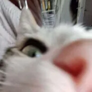 alffqq Steam avatar
