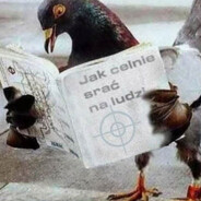 Pigeon