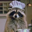 Raccoon Chef