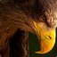 The_Eagle_08