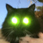 Premium Cat