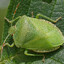 Klopik