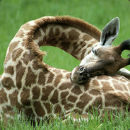 Sleeping Giraffe