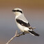Shrike