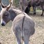 Burro senõr