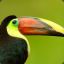 Toucan