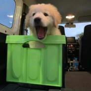 还剩半颗后悔药