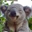 majestic koala