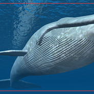 ♥♕Miss Whale♕♥