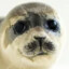 A Baby Seal