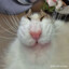 КотКокос