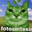 fotosintesis