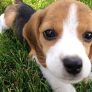 我是一个好宝宝