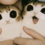 hahanz0
