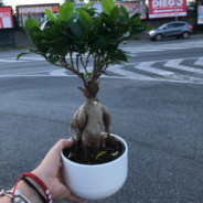 🌴Greg The Bonsai