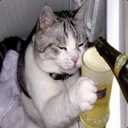 fissetyven - steam id 76561197971707838