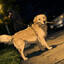 Wags