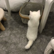 小猫你可以吃芝士汉堡