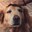 Good Boy