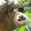 Two-Toed-Sloth